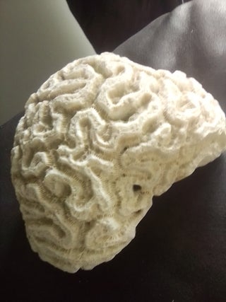vintage brain coral